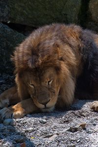 Preview wallpaper lion, predator, big cat, sleep