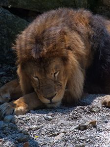Preview wallpaper lion, predator, big cat, sleep