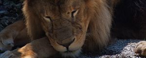 Preview wallpaper lion, predator, big cat, sleep