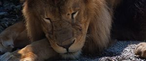 Preview wallpaper lion, predator, big cat, sleep