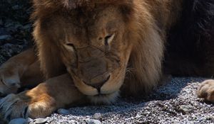Preview wallpaper lion, predator, big cat, sleep
