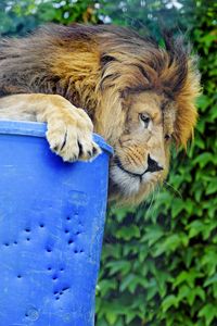 Preview wallpaper lion, predator, big cat, glance, profile