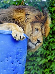 Preview wallpaper lion, predator, big cat, glance, profile