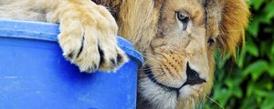 Preview wallpaper lion, predator, big cat, glance, profile