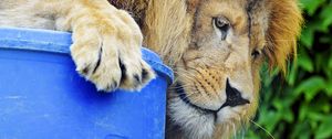 Preview wallpaper lion, predator, big cat, glance, profile