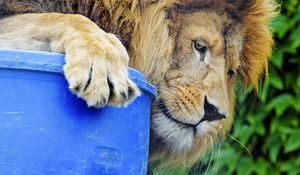 Preview wallpaper lion, predator, big cat, glance, profile