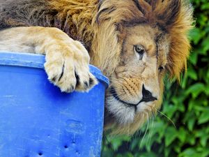 Preview wallpaper lion, predator, big cat, glance, profile
