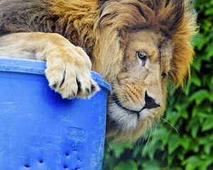 Preview wallpaper lion, predator, big cat, glance, profile