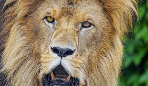 Preview wallpaper lion, predator, big cat, glance, muzzle, jaws
