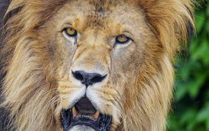 Preview wallpaper lion, predator, big cat, glance, muzzle, jaws