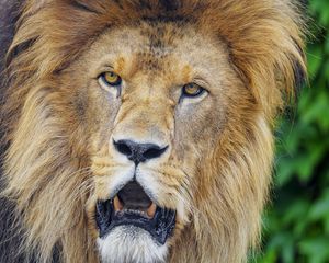 Preview wallpaper lion, predator, big cat, glance, muzzle, jaws