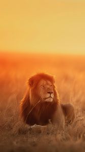 Preview wallpaper lion, predator, big cat, glance, sunset