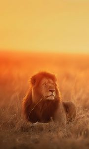Preview wallpaper lion, predator, big cat, glance, sunset