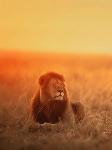 Preview wallpaper lion, predator, big cat, glance, sunset