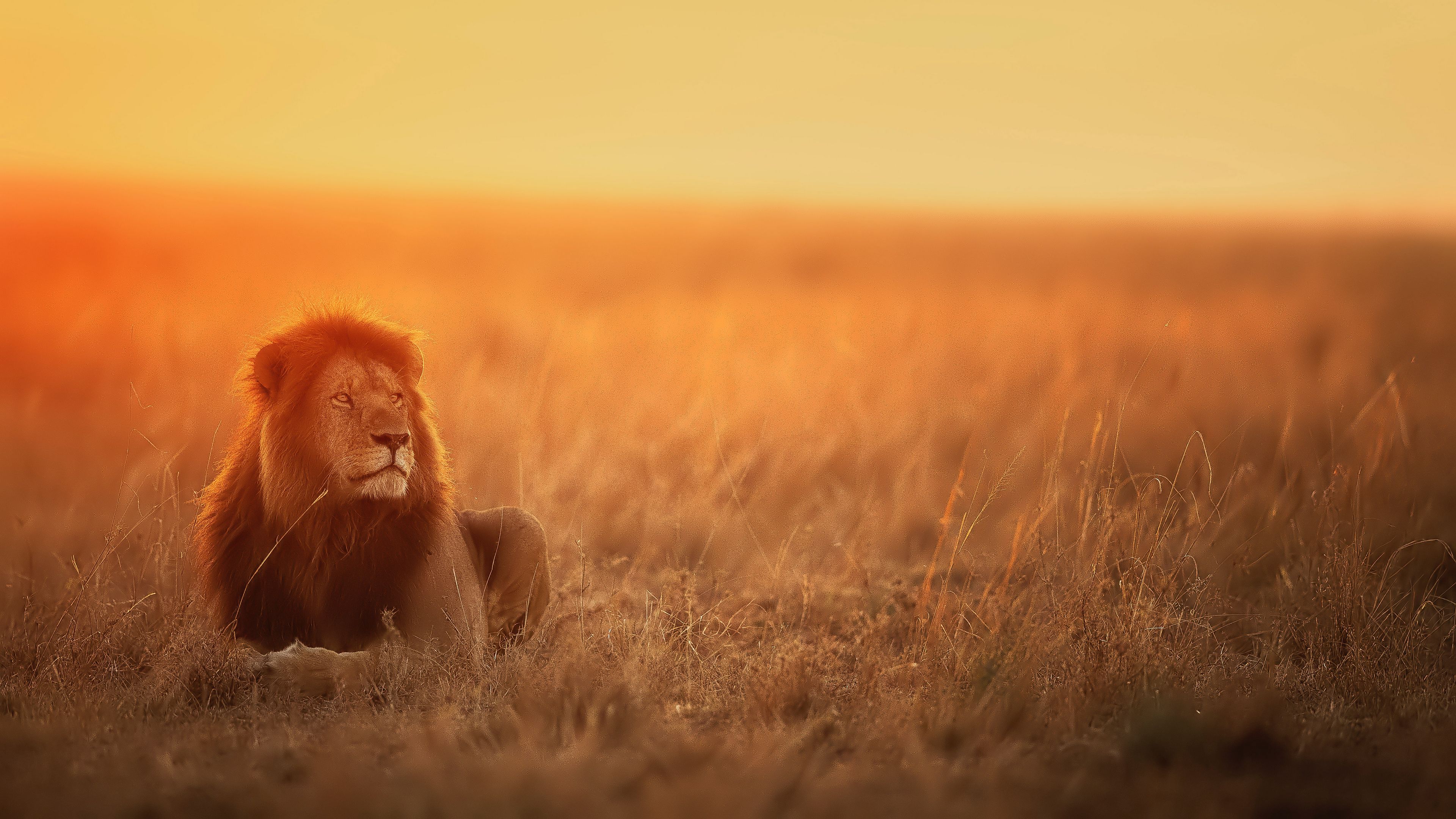 Download wallpaper 3840x2160 lion, predator, big cat, glance, sunset 4k uhd  16:9 hd background