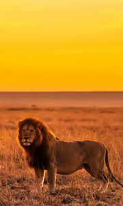Preview wallpaper lion, predator, big cat, savannah