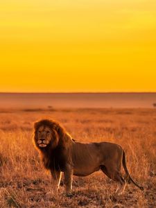 Preview wallpaper lion, predator, big cat, savannah