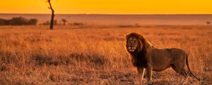 Preview wallpaper lion, predator, big cat, savannah