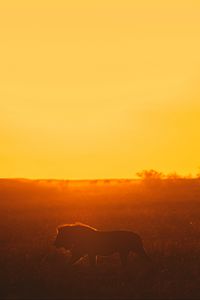 Preview wallpaper lion, predator, big cat, sunset, safari