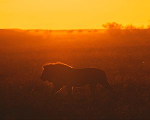 Preview wallpaper lion, predator, big cat, sunset, safari