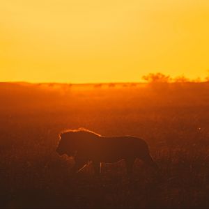 Preview wallpaper lion, predator, big cat, sunset, safari