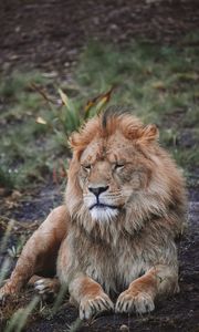 Preview wallpaper lion, predator, big cat, beast, wildlife