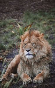 Preview wallpaper lion, predator, big cat, beast, wildlife