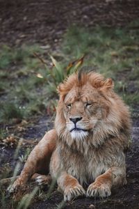 Preview wallpaper lion, predator, big cat, beast, wildlife
