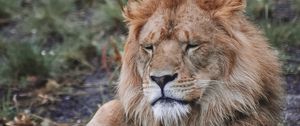 Preview wallpaper lion, predator, big cat, beast, wildlife