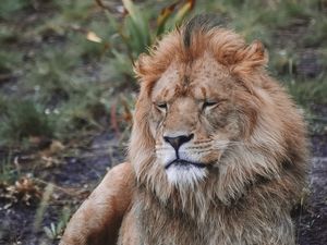 Preview wallpaper lion, predator, big cat, beast, wildlife