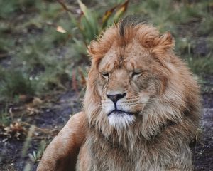 Preview wallpaper lion, predator, big cat, beast, wildlife