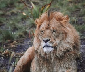 Preview wallpaper lion, predator, big cat, beast, wildlife