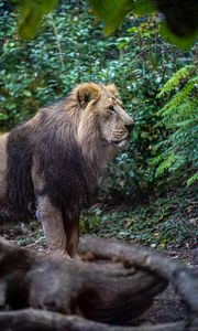 Preview wallpaper lion, predator, big cat, wild, king of beasts