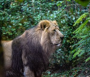 Preview wallpaper lion, predator, big cat, wild, king of beasts