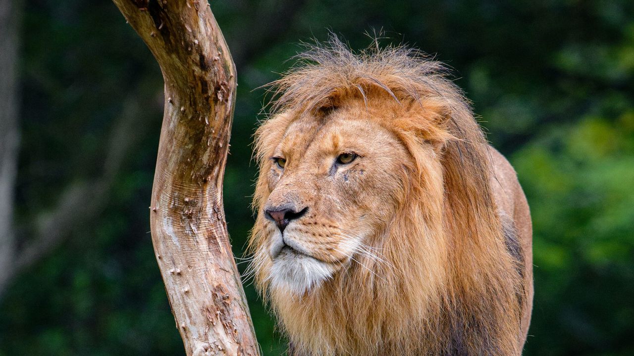 Wallpaper lion, predator, big cat, tree, dry