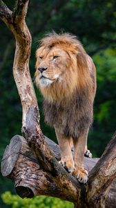 Preview wallpaper lion, predator, big cat, tree, dry