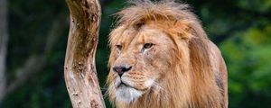 Preview wallpaper lion, predator, big cat, tree, dry