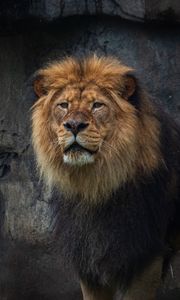 Preview wallpaper lion, predator, big cat, animal