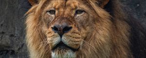 Preview wallpaper lion, predator, big cat, animal