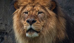 Preview wallpaper lion, predator, big cat, animal