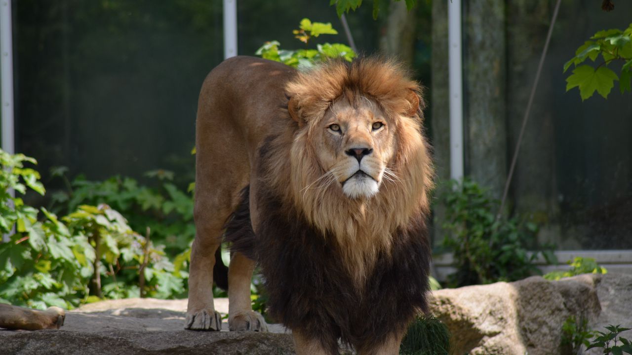 Wallpaper lion, predator, big cat, leaves