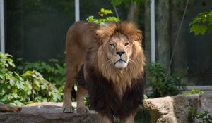 Preview wallpaper lion, predator, big cat, leaves