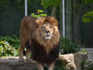 Preview wallpaper lion, predator, big cat, leaves