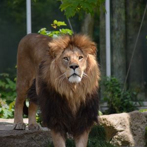 Preview wallpaper lion, predator, big cat, leaves