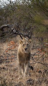 Preview wallpaper lion, predator, big cat, grass, branches