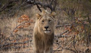 Preview wallpaper lion, predator, big cat, grass, branches