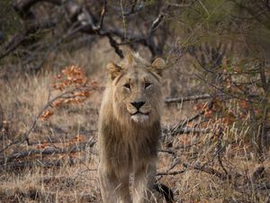 Preview wallpaper lion, predator, big cat, grass, branches