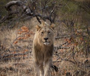 Preview wallpaper lion, predator, big cat, grass, branches