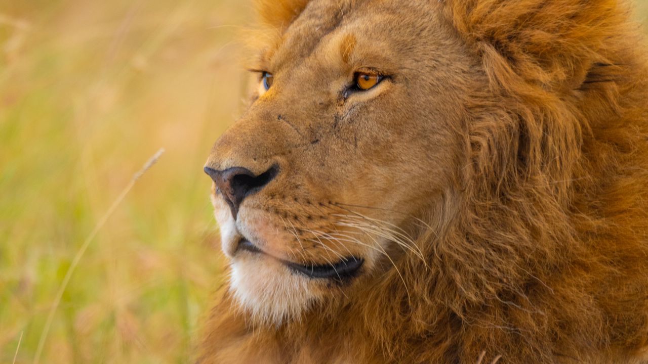 Wallpaper lion, predator, big cat, grass