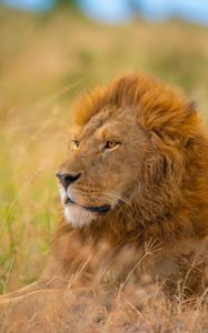 Preview wallpaper lion, predator, big cat, grass